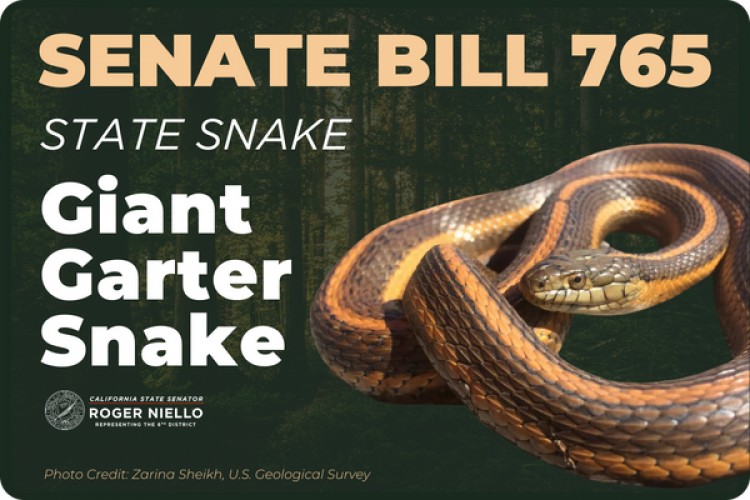 SB 765 – State Snake: Giant Garter Snake | Senator Roger Niello